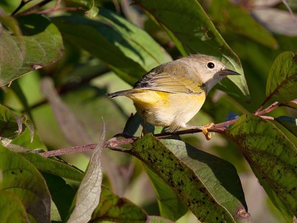 File:Young female Nashville Warbler (6219549745).jpg by John Benson from Madison WI is licensed under CC BY 2.0.